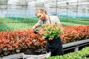 Worker cutting blossom of flowers for better growing in the greenhouse of plant production farm