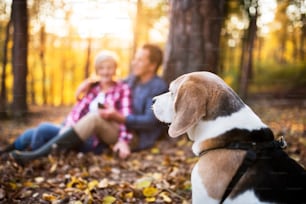 Unkenntliches älteres Paar mit Hund bei einem Spaziergang in einem schönen Herbstwald. Mann und Frau sitzen auf dem Boden.