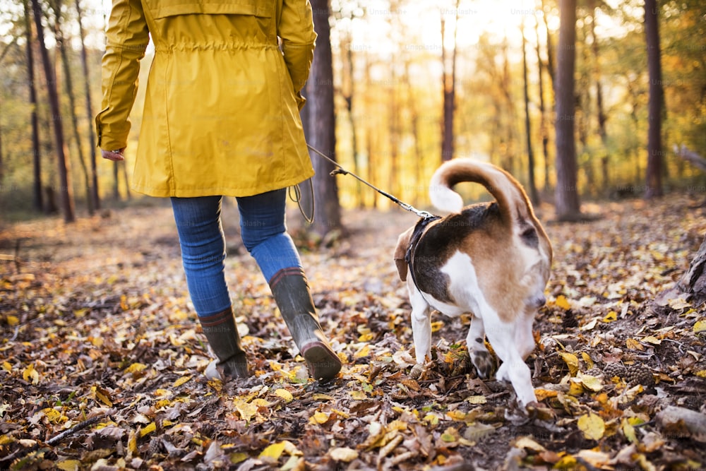 美しい秋の森を散歩する犬を連れたアクティブなシニア女性。背面図。
