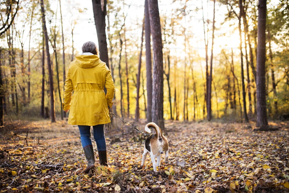 Active senior woman with dog on a walk in a beautiful autumn forest. Rear view.