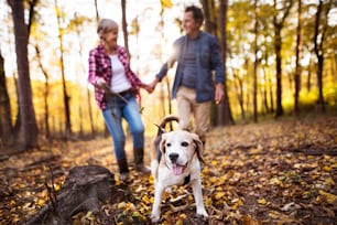 美しい秋の森の中を犬を連れて手をつないで散歩するアクティブなシニアカップル。