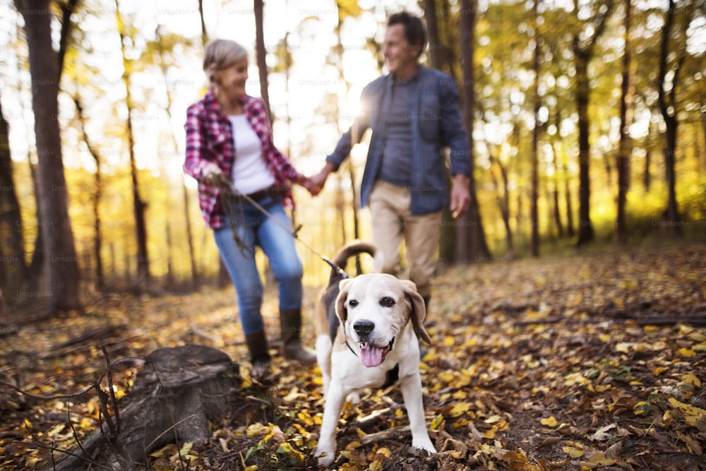 Active senior couple with dog on a walk in a beautiful autumn forest, holding hands.