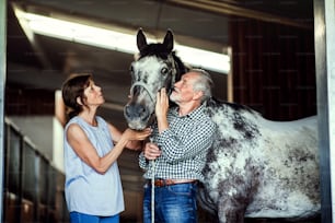 A joyful senior couple petting a horse in a stable.