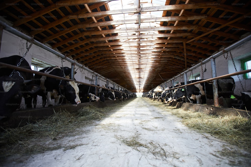 Weitwinkelansicht im rustikalen Kuhstall mit Reihen von Kühen, die auf jeder Seite Heu fressen, Kopierraum