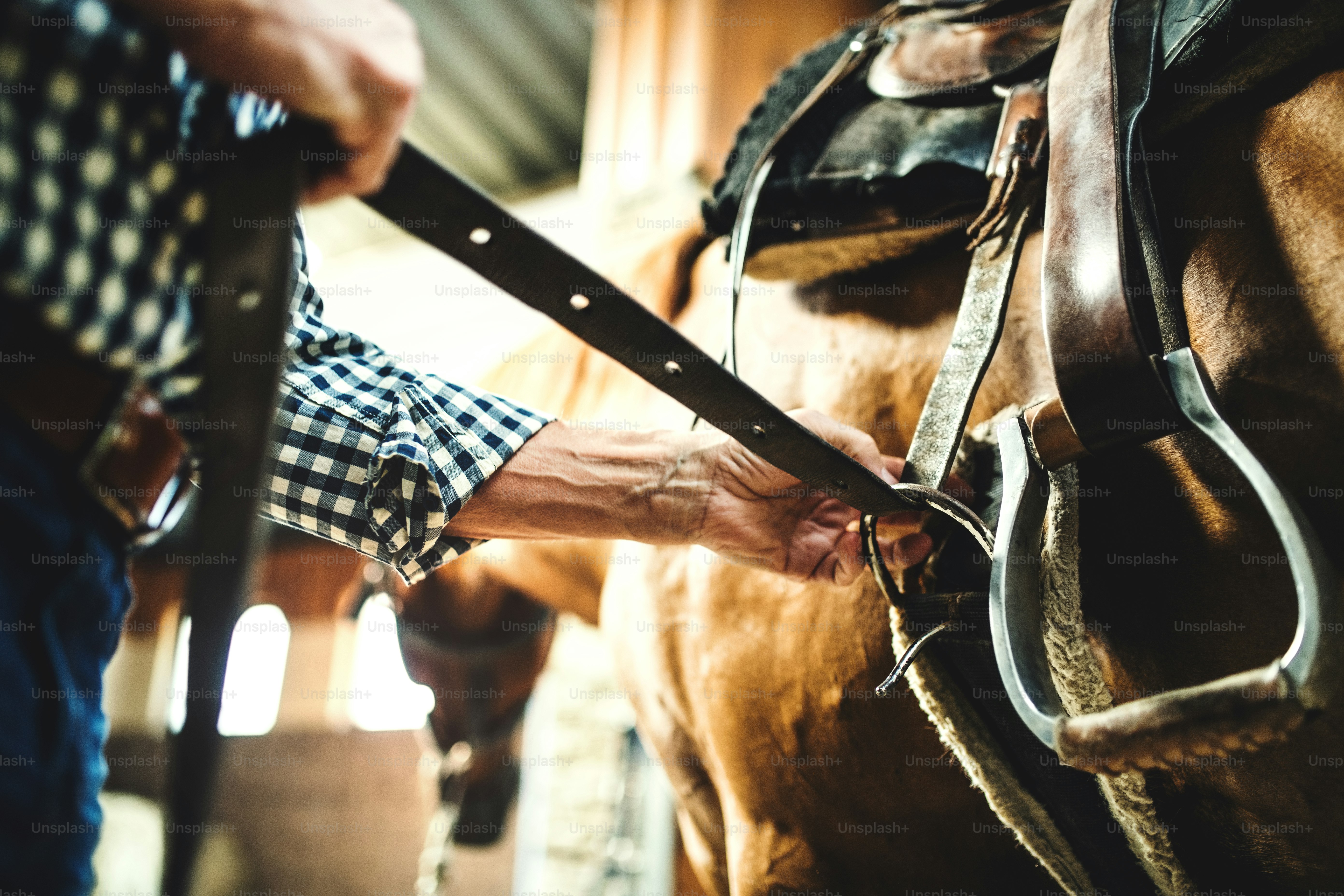A close-up of an unrecognizable senior man with a hat putting a saddle on a horse in a stable, buckling it.
