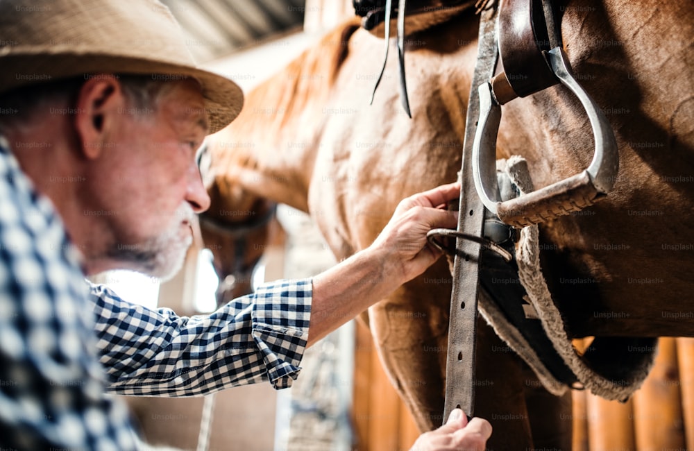 Um close-up de um homem idoso com um chapéu colocando uma sela em um cavalo em um estábulo, dobrando-o.
