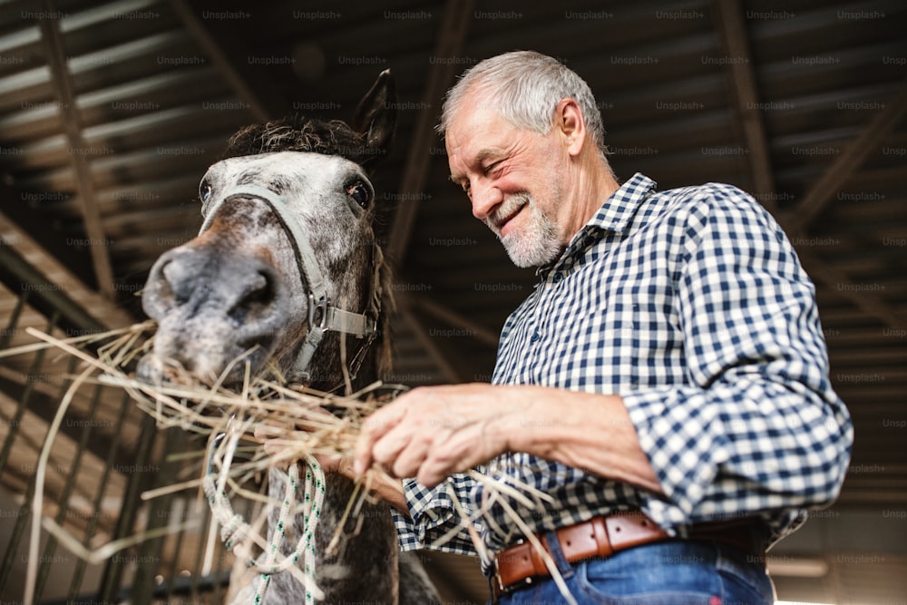 A close-up of a joyful senior man feeding a horse hay in a stable.