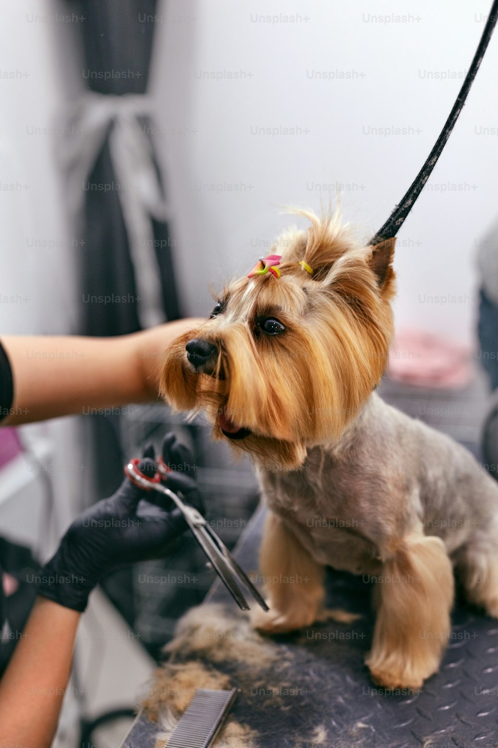 犬はペットスパグルーミングサロンで髪を切られます。グルーマーがハサミで髪を切っているときの犬の顔の接写。高解像度