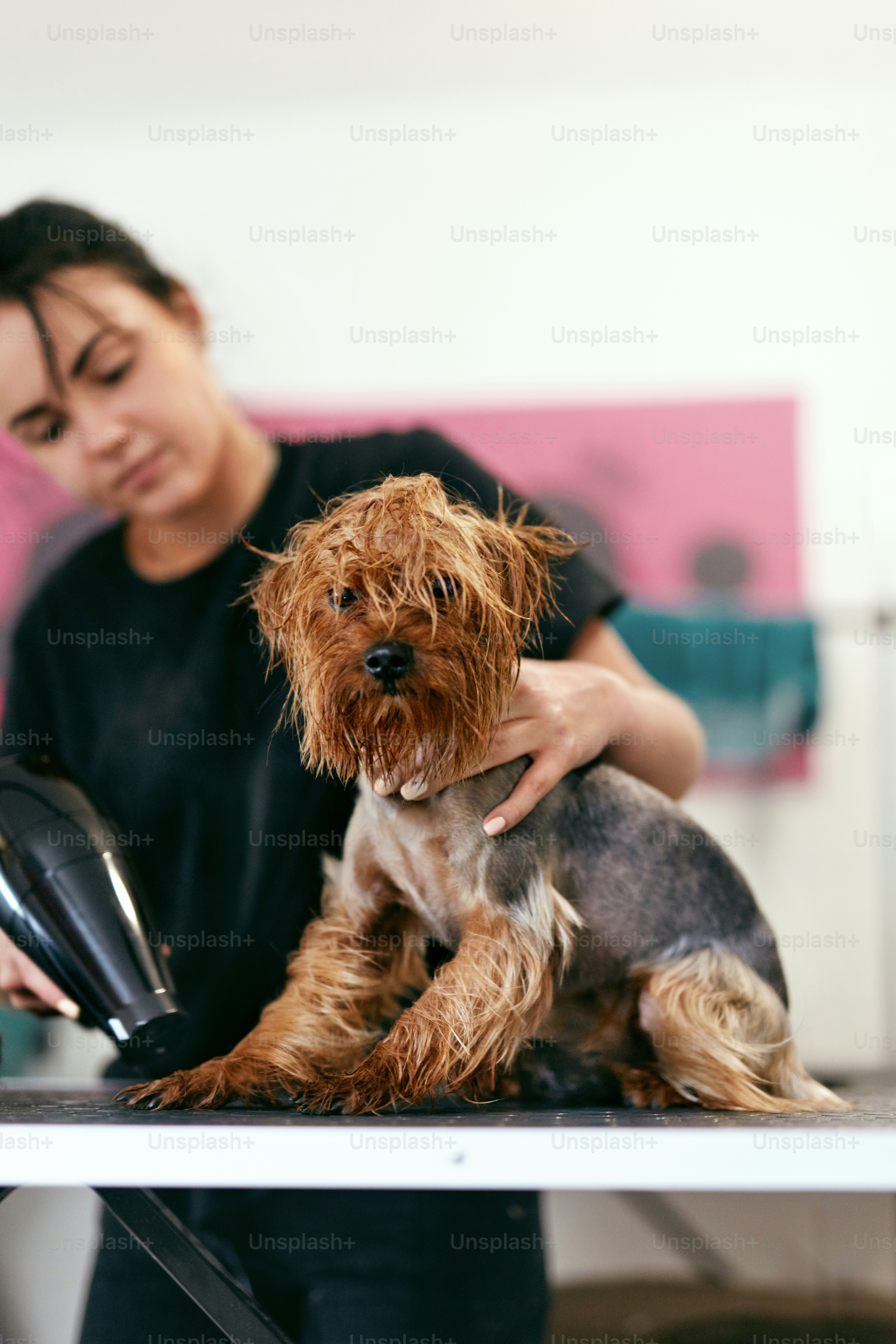 Pet Grooming