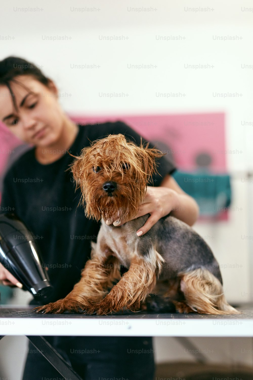 Pflege von Haustieren. Groomer Trocknen nassen Hund mit Haartrockner im Animal Spa Salon. Hohe Auflösung