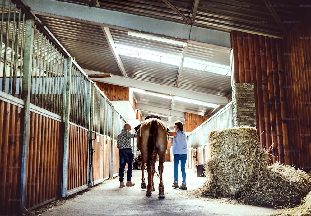 Una vista posteriore di coppia anziana che accarezza un cavallo in una stalla, camminando.