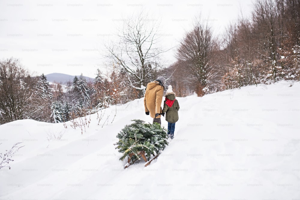 할아버지와 작은 소녀가 숲에서 크리스마스 트리를 얻고 있다. 겨울날. 후면도.