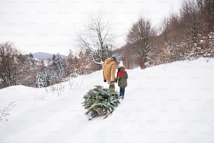Grandfather and a small girl getting a Christmas tree in forest. Winter day. Rear view.