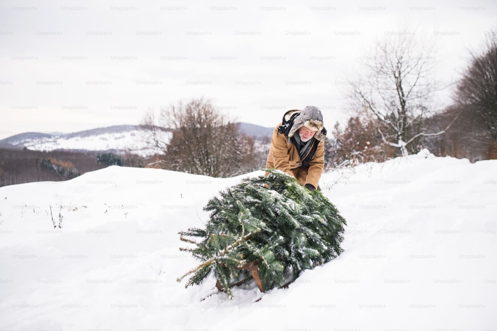 Um homem idoso recebendo uma árvore de Natal na floresta. Dia de inverno.