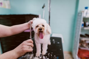 살롱에서 귀여운 흰 개입니다. 미용사가 모피를 닦는 동안 즐긴다.