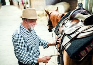 A senior man with a hat putting a saddle on a horse in a stable, buckling it.