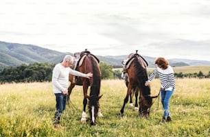 Una feliz pareja de ancianos sosteniendo caballos pastando en un pastizal.