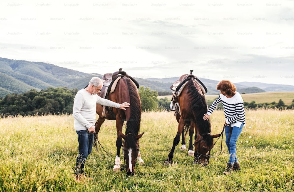 A happy senior couple holding horses grazing on a pasture.