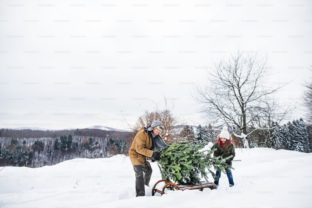 Abuelo y una niña pequeña recibiendo un árbol de Navidad en el bosque. Día de invierno.