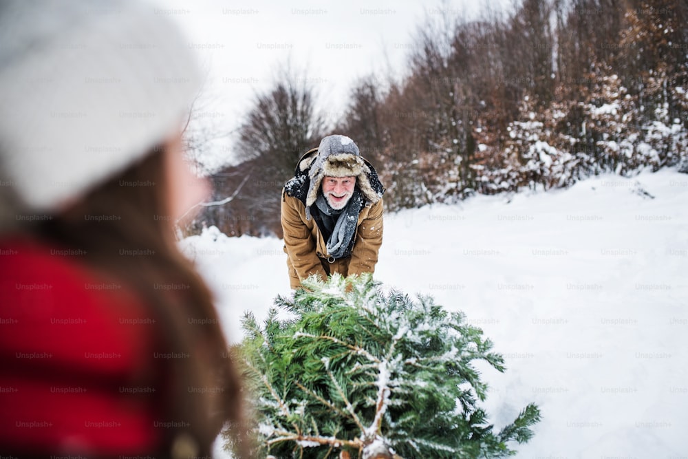 할아버지와 알아볼 수없는 작은 소녀가 숲에서 크리스마스 트리를 얻습니다. 겨울날.
