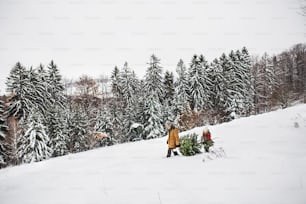 Grandfather and a small girl getting a Christmas tree in forest. Winter day.