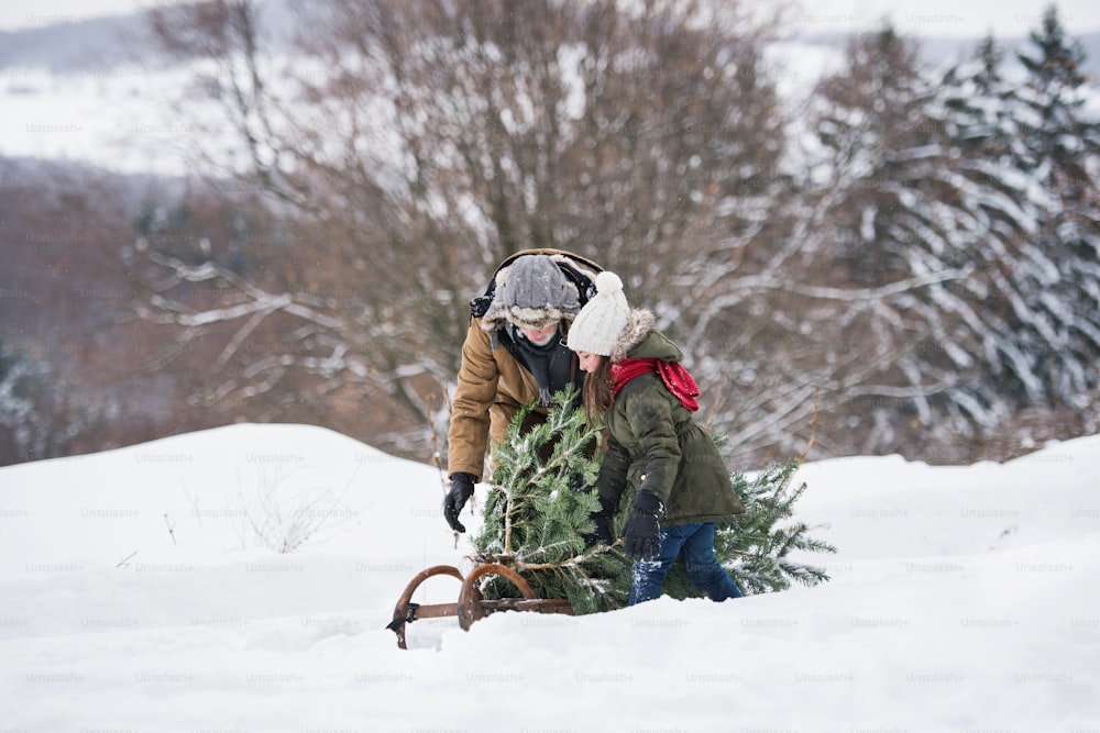 Grandfather and a small girl getting a Christmas tree in forest. Winter day.