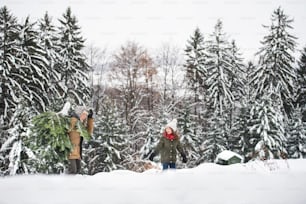 おじいさんと小さな女の子が森の中でクリスマスツリーを手に入れました。冬の日。