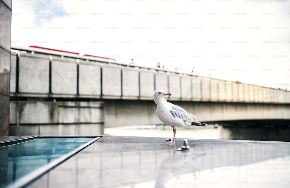 A seagull in a city of London. Copy space.