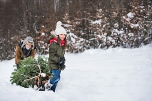 Grandfather and a small girl getting a Christmas tree in forest. Winter day. Copy space.