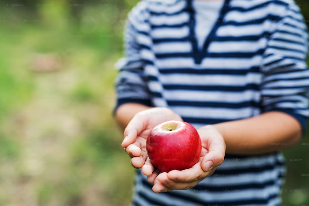 An unrecognizable small boy holding an apple in orchard. Copy space.