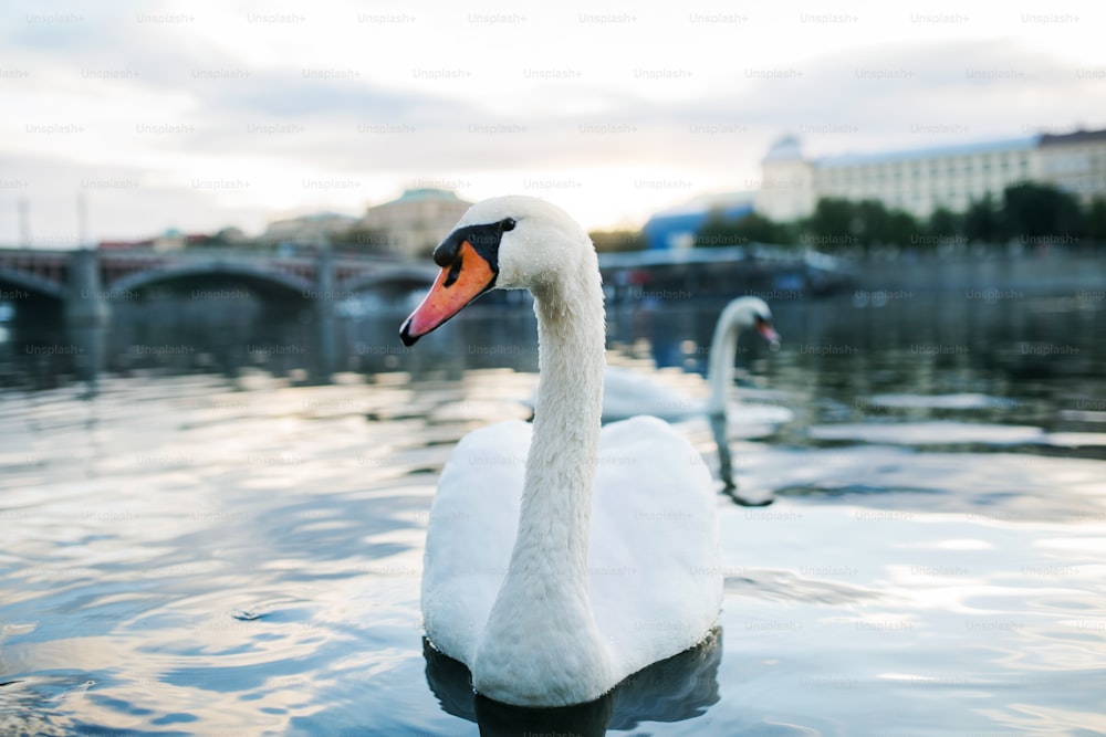 Ein wunderschöner weißer Schwan schwimmt auf der Moldau in Prag. Speicherplatz kopieren.