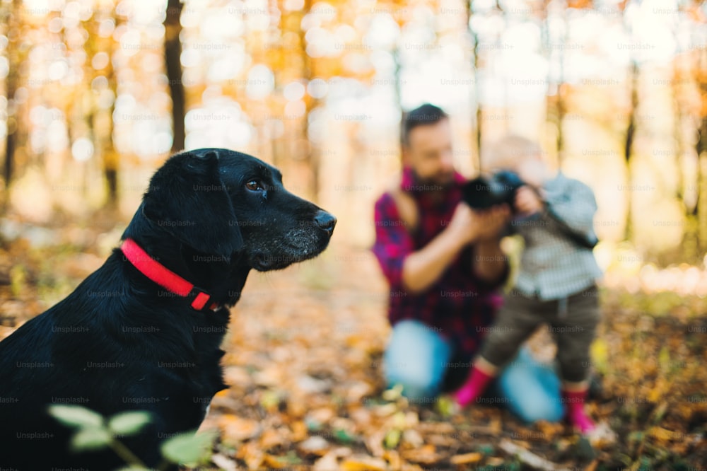 가을 숲에서 유아 아들을 둔 알아볼 수 없는 아버지가 개 사진을 찍고 있습니다.