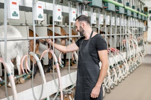 Man inserting nipples of the milking machine during the milking process at the goat farm