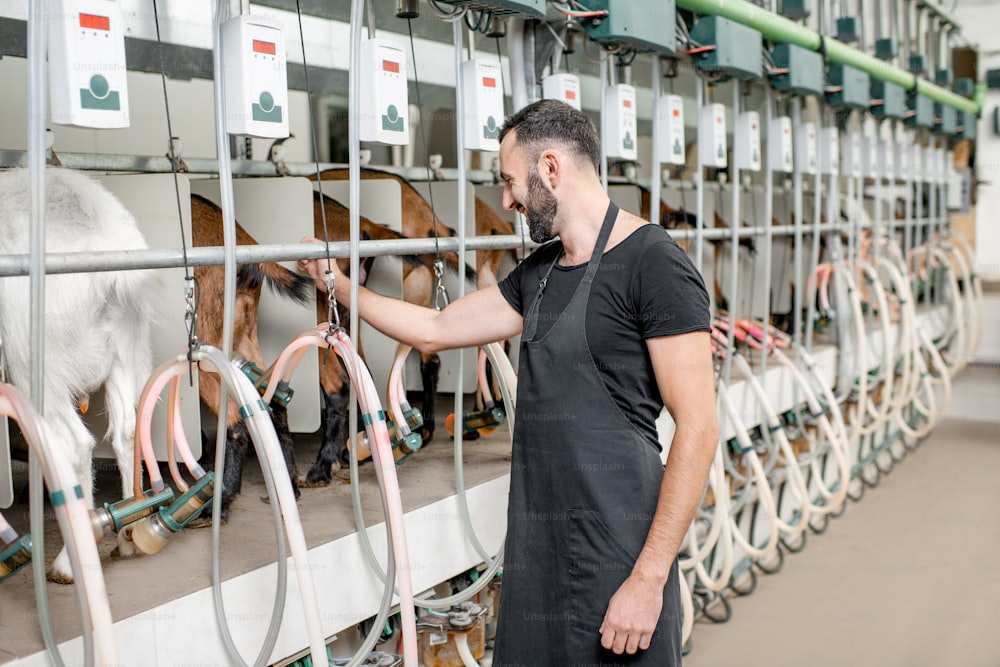 Hombre insertando los pezones de la máquina de ordeño durante el proceso de ordeño en la granja de cabras