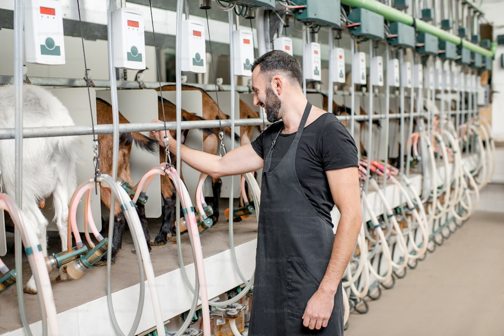 Man inserting nipples of the milking machine during the milking process at the goat farm