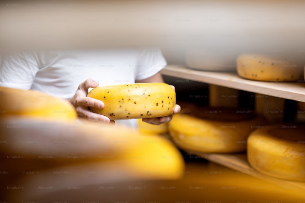 Segurando a roda de queijo no armazenamento de queijo durante o processo de envelhecimento. Vista de perto sem rosto