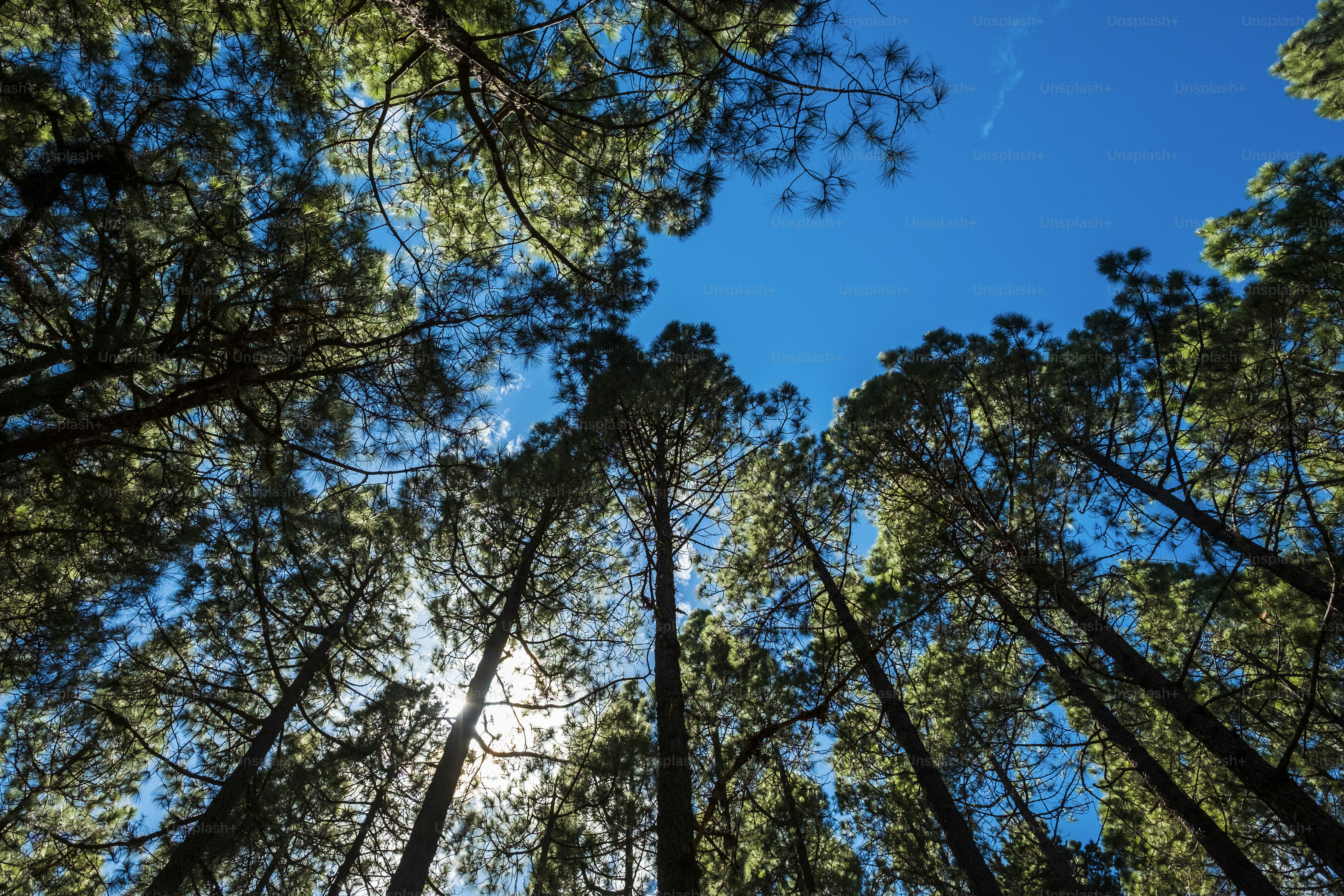 Bodenblick auf die oben hohen Kiefern im Wald mit der Sonne und dem Sonnenlicht in der Mitte des Blattes. Hohe Bäume Natur Outdoor-Beauty-Konzept