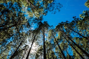 Vista del suelo a los pinos altos en el bosque con el sol y la luz del sol en el medio de la hoja. Concepto de belleza al aire libre de la naturaleza de los árboles altos