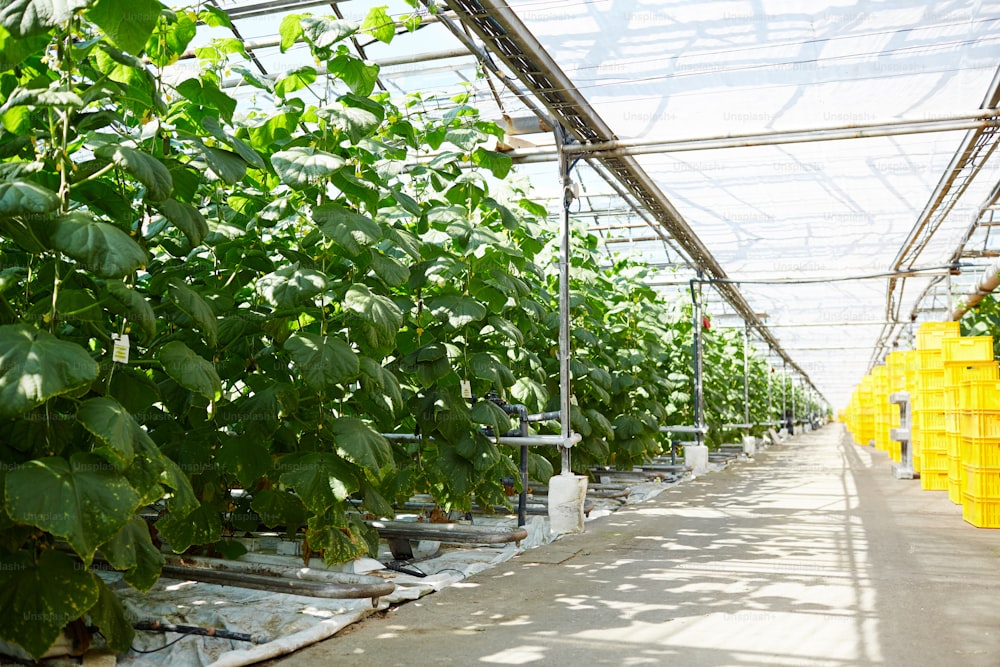 Interior of vast modern hothouse with wide aisle and cucumber vegetation along it