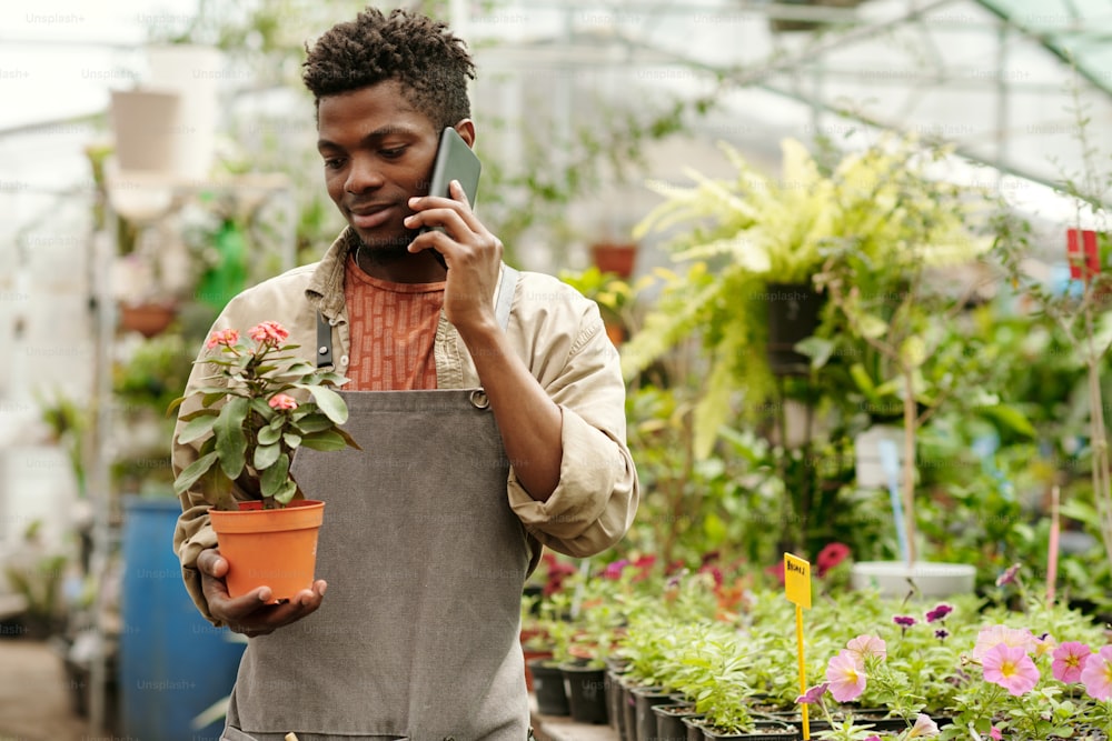 エプロンを着たアフリカの若い労働者が鉢植えの花を持ち、温室での作業中に携帯電話で話している