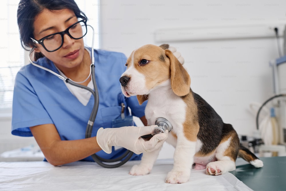 Hispanic woman wearing eyeglasses working as vet in animal hospital examining health of puppy using stethoscope to check heart beat and breath