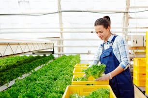 Young hothouse worker in uniform picking up lettuce from plantation and putting it to yellow plastic boxes for market sale