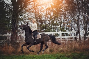 Young woman in riding gear galloping her chestnut horse through a rural field in autumn