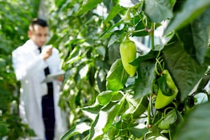 Grüne Paprika hängt an Zweigen von Pfefferpflanzen auf dem Hintergrund junger Agroingenieure