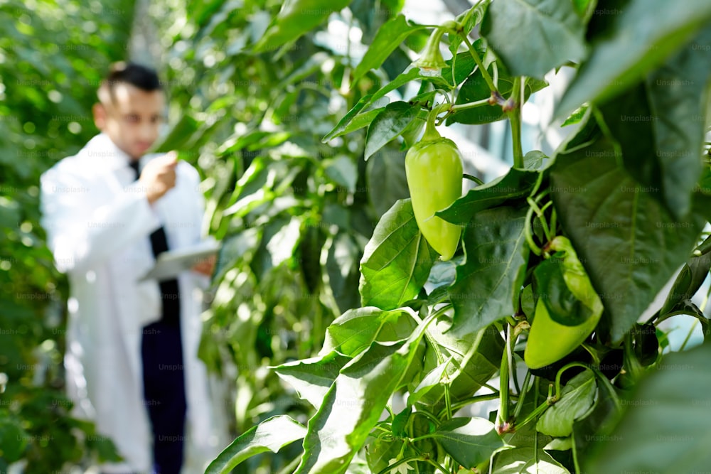 Green capsicum hanging on branches of pepper plants on background of young agroengineers
