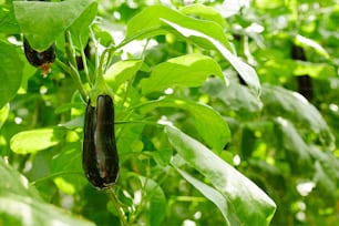 Aubergine mûre suspendue à une branche parmi le feuillage vert dans une serre chaude contemporaine