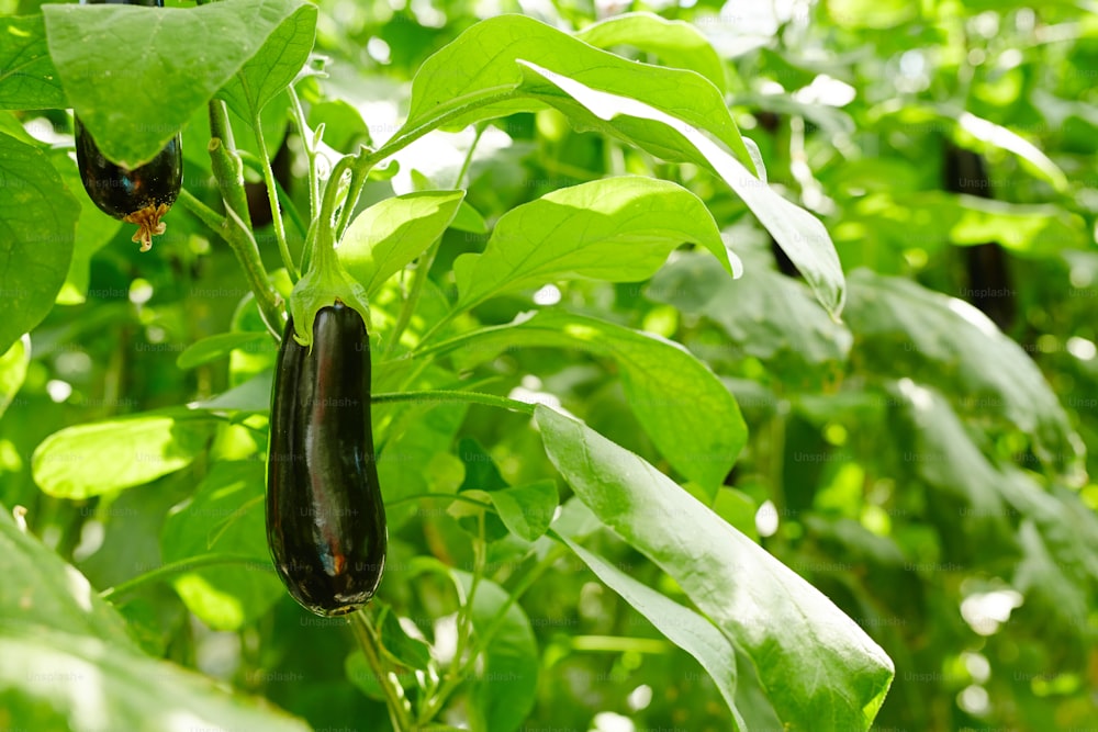 Ripe eggplant hanging on branch among green foliage in contemporary hothouse