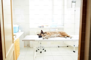 Perro pastor enfermo acostado en clínicas veterinarias y esperando al médico