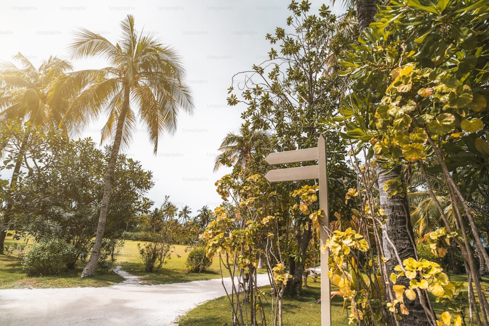 Wide-angle view of the resort footway surrounded by palms, lawns, and other trees, with a blank wooden dual waymark mock-up on the right, for your text message; bright beautiful summer day