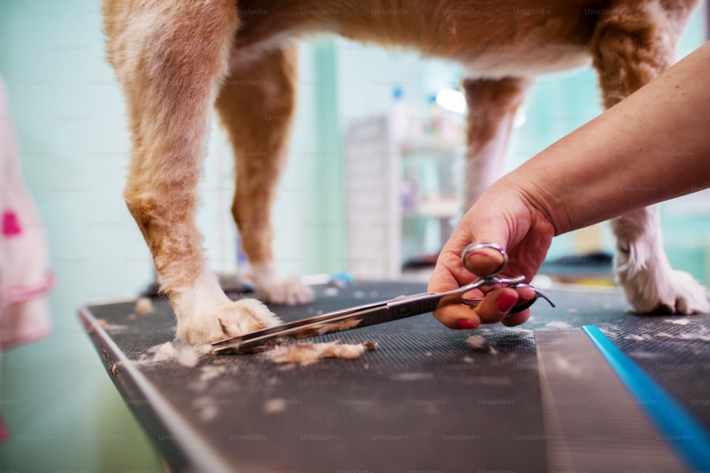 Cierra una imagen de las patas de un perro joven marrón y blanco al que le cortan el pelaje con unas tijeras.